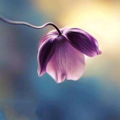 半岛官方下载入口